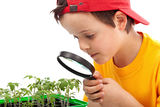 Boy studies young plants Stock Images