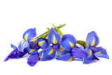 Irises over White Stock Photos