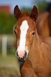 Young Filly Stock Photography