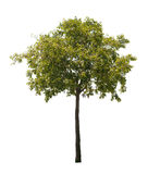 Isolated Tree Stock Photo