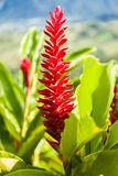 Red Ginger Royalty Free Stock Photo