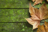 Fall Leaf Green Background Stock Photography
