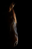 Horse portrait Royalty Free Stock Photo