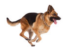 Dog Stock Photo