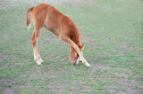Filly eating grass between its legs Stock Image