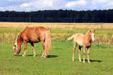 Finnhorse Mare and Filly on Grass Meadow Stock Photo