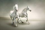 White horses Royalty Free Stock Photos