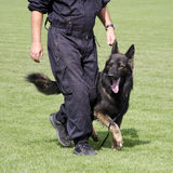 Dog training Stock Photo