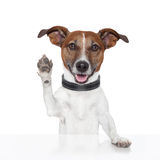 Hello goodbye high five dog Royalty Free Stock Photo