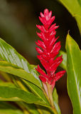Red Ginger plant Stock Photos
