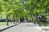 Walking Street Royalty Free Stock Photo