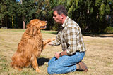 Obedience Training Golden Retriever Royalty Free Stock Photography