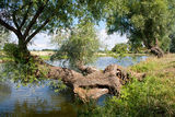 Tree over water Royalty Free Stock Images