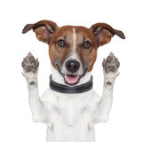 Hello goodbye high five dog Stock Photo