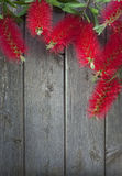 Bottle Brush Flowers Wood Background Stock Photography