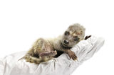 Raccoon Exam Royalty Free Stock Photos