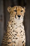Cheetah Portrait Stock Images