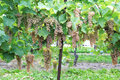Vineyard in Niagara-on-the-lake, Ontario, Canada Royalty Free Stock Photo
