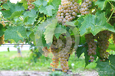 Vineyard In Niagara-on-the-lake, Ontario, Canada Royalty Free Stock Images - Image: 27246439