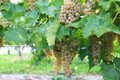 Vineyard in Niagara-on-the-lake, Ontario, Canada Royalty Free Stock Images