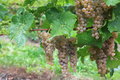 Vineyard in Niagara-on-the-lake, Ontario, Canada Royalty Free Stock Photos