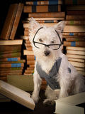 Dog reading books Royalty Free Stock Photos