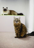Two adult cats Stock Photos