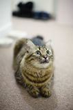 Tabby adult  cat Royalty Free Stock Photo