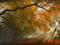 Autumn forest path