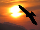 Eagle silhouette over most beautiful sunset scene Stock Photography
