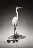 Great white egret on Hippo Royalty Free Stock Image