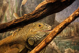 Adult Iguana in a terrarium Royalty Free Stock Photo