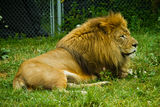 Adult lion Royalty Free Stock Photos