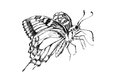 Beautiful butterfly illustration sketch graphic black and white of a Stock Photography