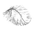 Beautiful light white feather illustration sketch graphic black and ink of a Stock Photography