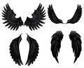 Black wings in white background Stock Image