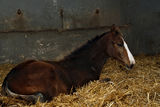 Brown filly in stable Royalty Free Stock Image