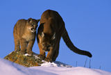 Cougar Teaching Her Cub How to Hunt Royalty Free Stock Images