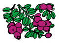 Cranberries isolated on a white background Stock Photo