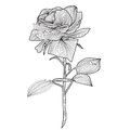 Decorative rose hand drawn design element Stock Photos