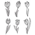 Decorative tulips set of hand drawn design elements Royalty Free Stock Photos