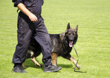 Dog training Royalty Free Stock Images
