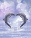 Dolphins kisses two kissing forming a heart the full moon shines a sweet dolphin scene Royalty Free Stock Photos