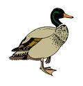 Duck isolated on a white background Royalty Free Stock Photos