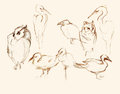 Eight birds pencil artistic sketches illustration illustrations of figures owls herons duck gulls Stock Photos