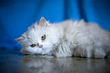 Elegant white cat Royalty Free Stock Photo