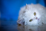 Elegant white cat Royalty Free Stock Photography