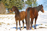 Filly and mother Stock Photography