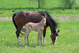 Filly and mother Stock Photo
