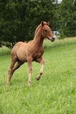 Filly of sorrel solid paint horse running Royalty Free Stock Photos